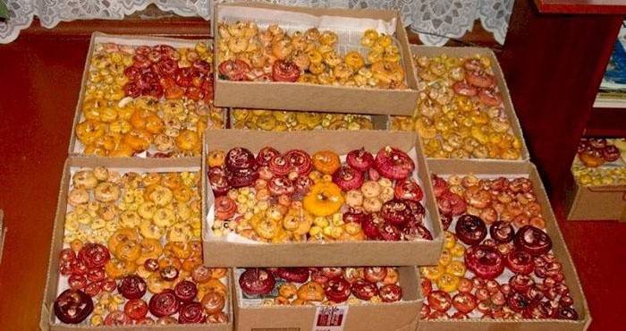 Dzieci mieczyki przygotowane do przechowywania na balkonie