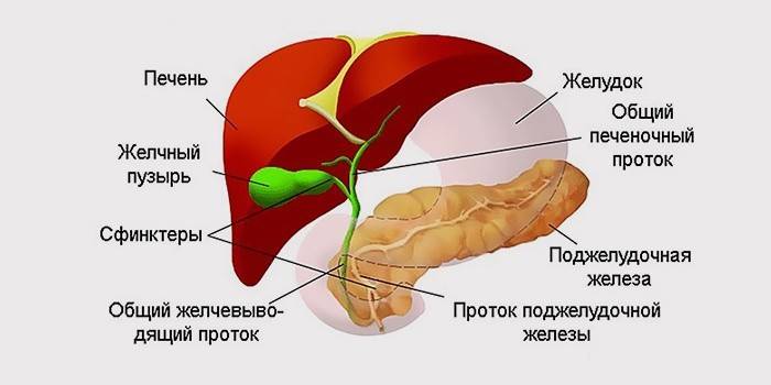Anatomía del páncreas