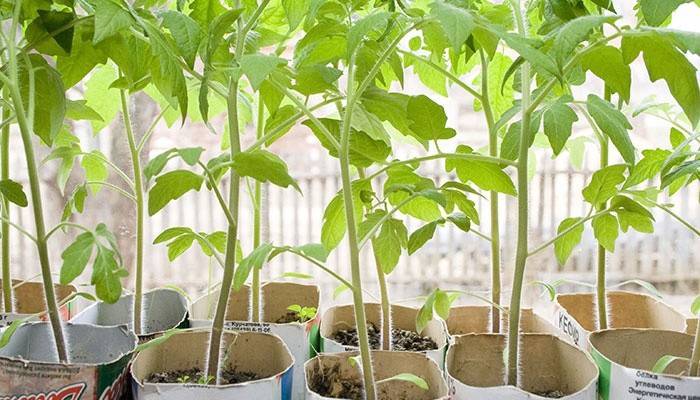 Plántulas alargadas de tomate