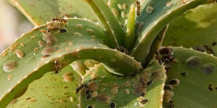 Szkodnik shitovka na Kalanchoe