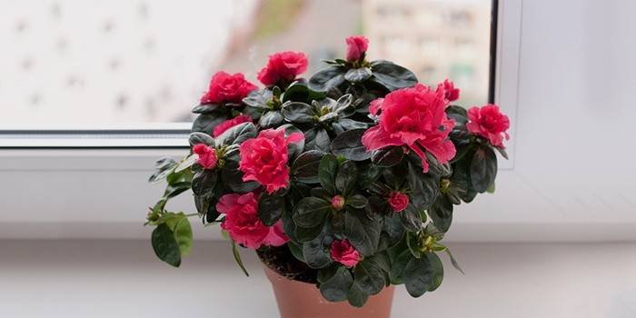 Prawidłowe oświetlenie Kalanchoe