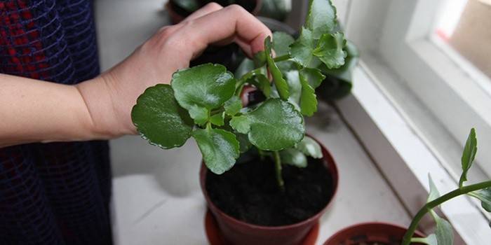 Szczypanie Kalanchoe