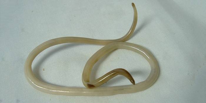 Parasita Ascaris