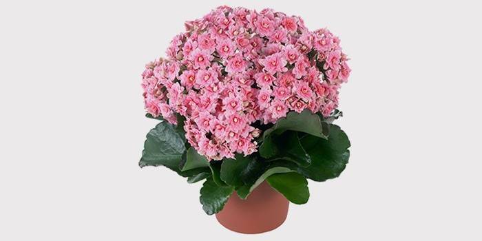 Kalanchoe Blossfeld