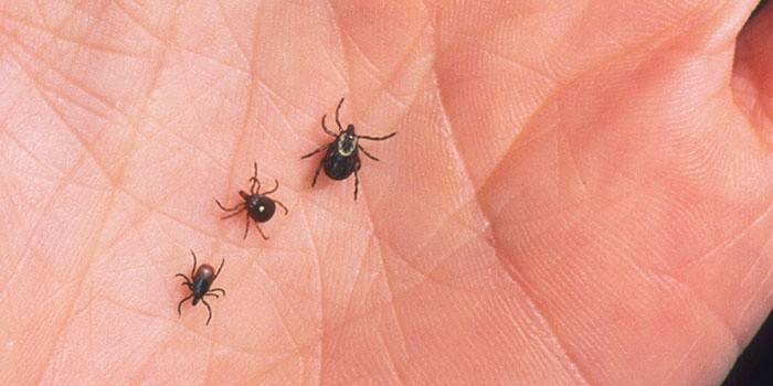 ¿Cómo son las pulgas?
