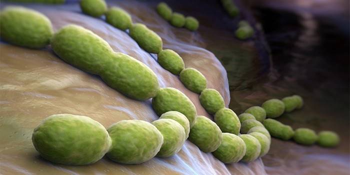 Bactérias Pneumococcus