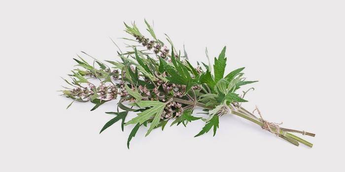 Motherwort para o tratamento de secura na área íntima