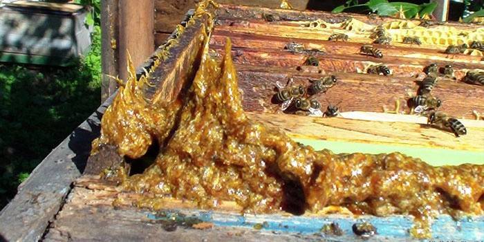Cola de abeja