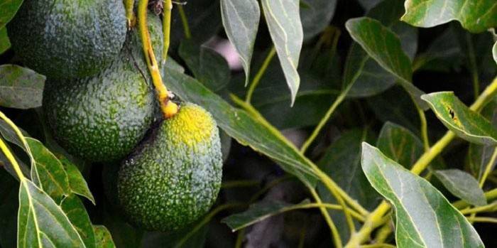Las hojas de aguacate son tóxicas.