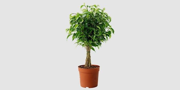 Domáce Benjamin Ficus