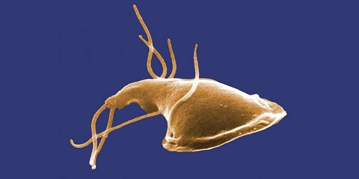 Verme Giardia