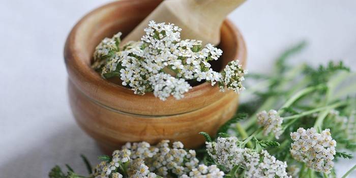 Yarrow de hemorróidas