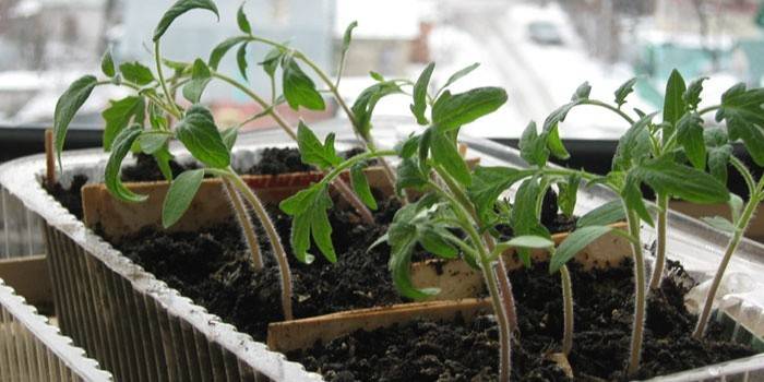 Plántulas de tomate óptimas para el buceo.