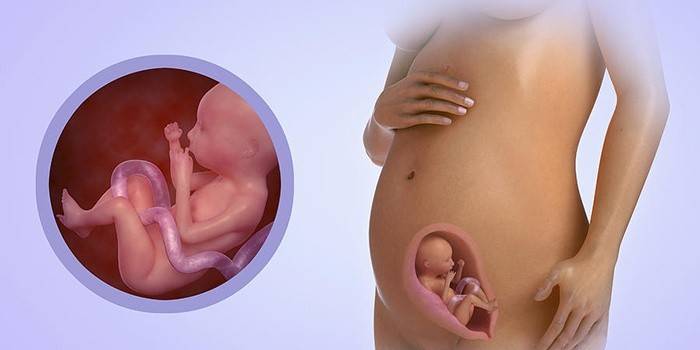 Desenvolvimento fetal no sexto mês de gestação