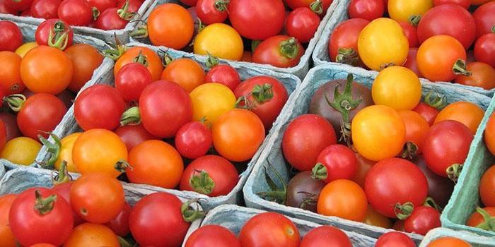 Tomates para colheita