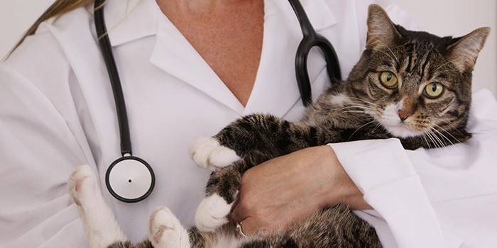 Um gato na consulta do médico