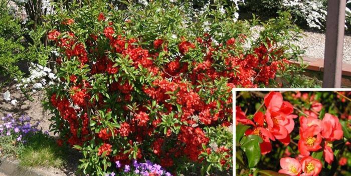 O arbusto ornamental de Henomeles é popular entre jardineiros
