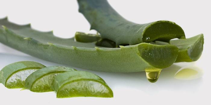 Hojas de aloe