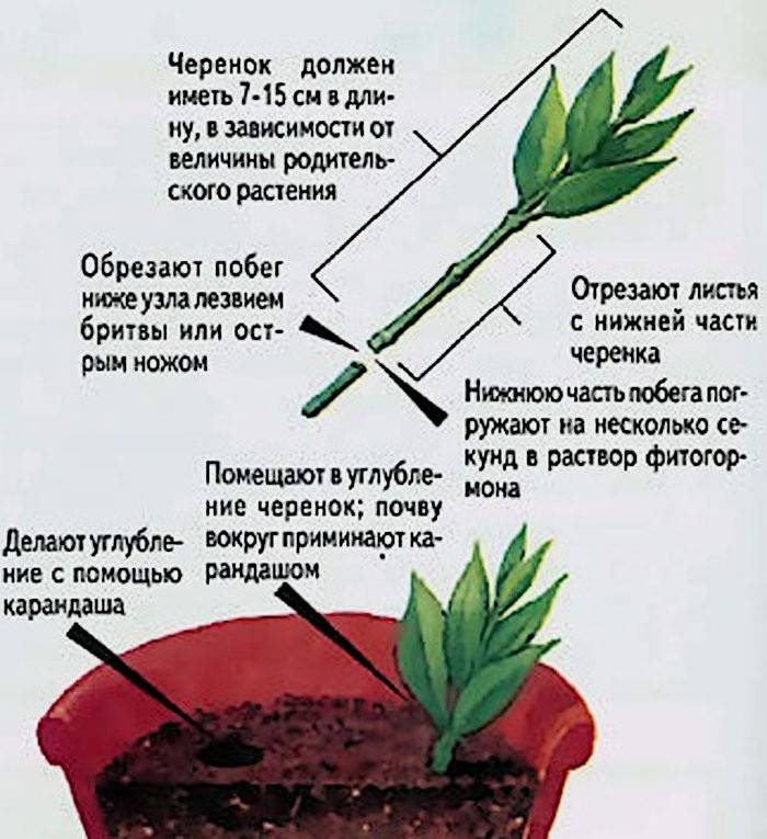 Przycinanie gardenii