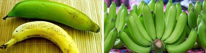 Platano - a variedade mais não nutritiva