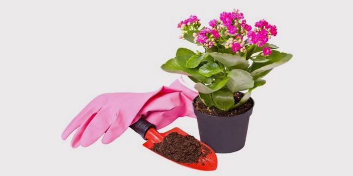 Przeszczepione Kalanchoe