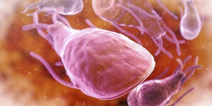 Giardia u dorosłych