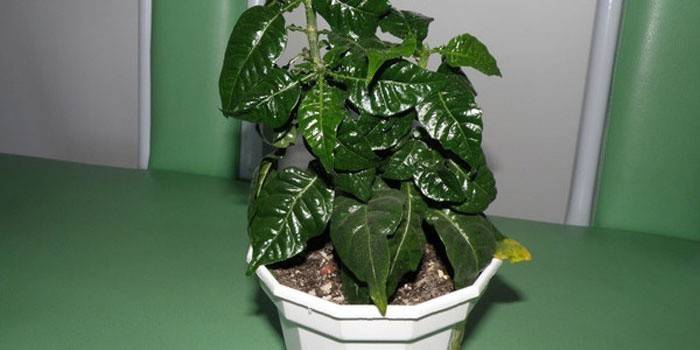 Gardenia na suchym powietrzu