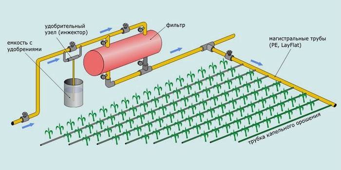 Esquema de irrigação por gotejamento