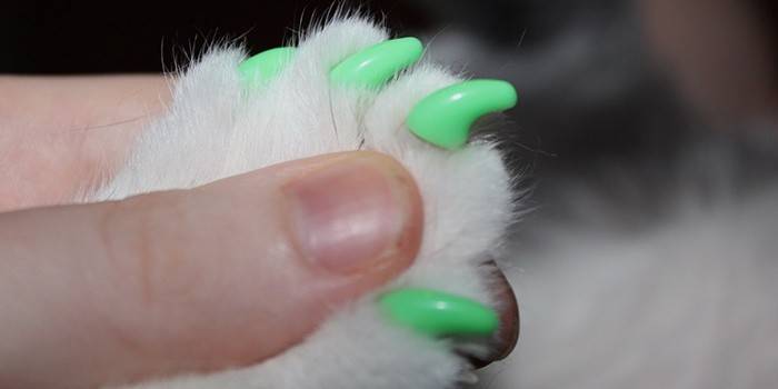 Tampas de Garra de Gato