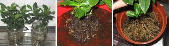 Przeszczep Gardenia w domu