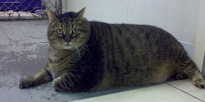 Gato gordo após a cirurgia