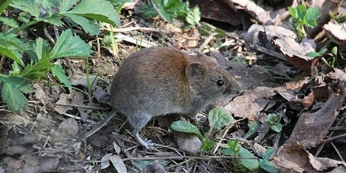 Príznaky Mouse Fever