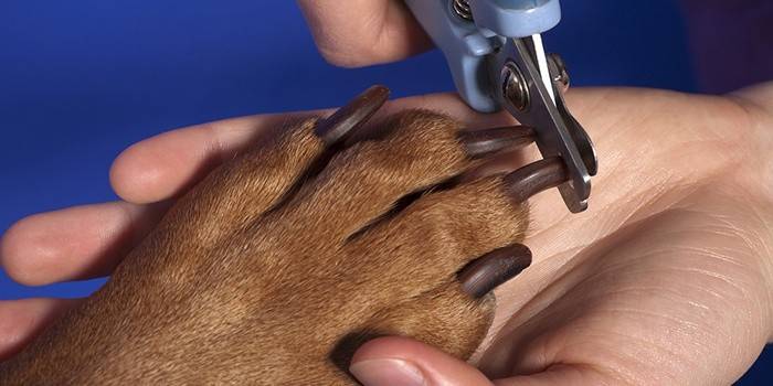 Como aparar as garras de um cachorro
