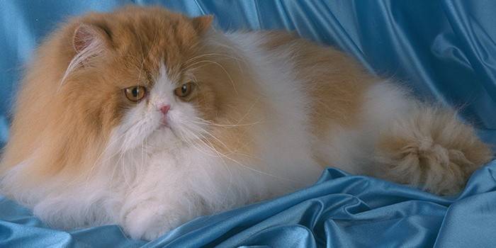 Gato persa