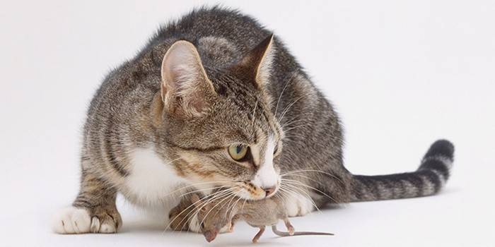 Gato do rato