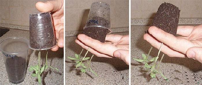 Proceso de picking