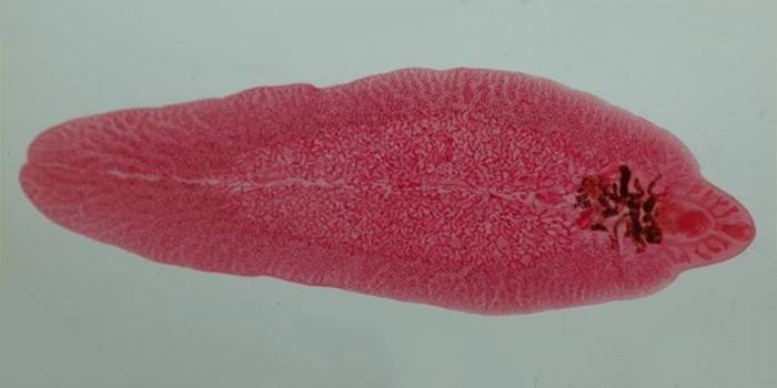 Sangue do parasita hepático