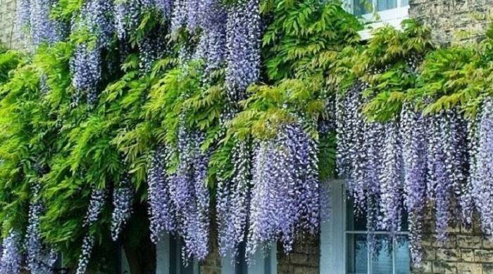 Wisteria je mrazuvzdorná