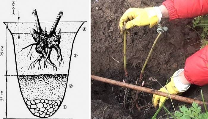 Drzewo Piwonia Wzór Sadzenia