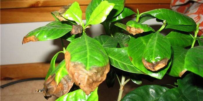 Suszenie gardenia