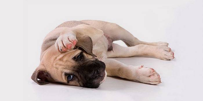 O cachorro tem vermes
