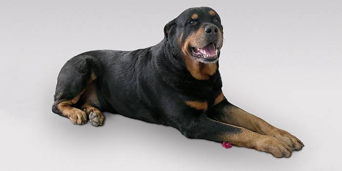Rottweiler adulto