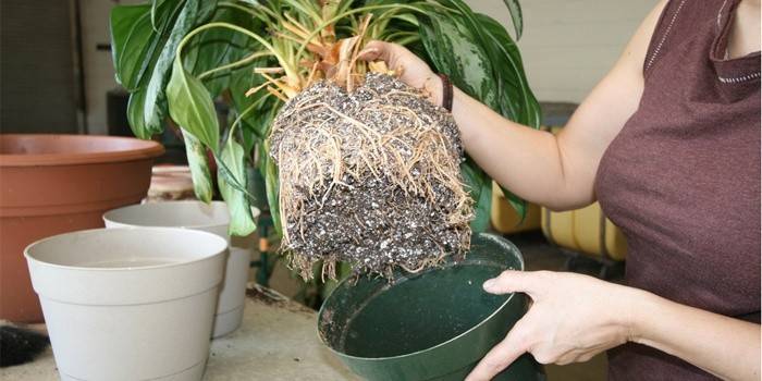 Transplantácia Ficus doma
