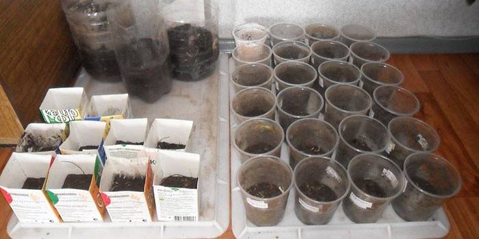 Tanques de germinación