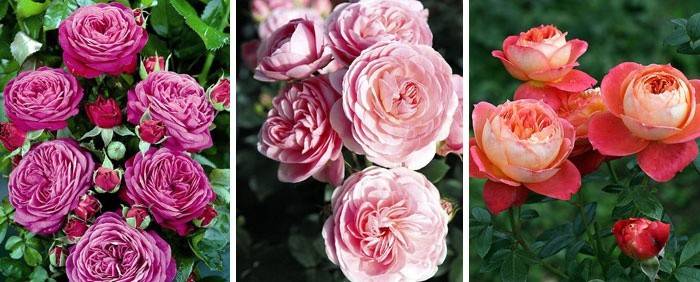 floribunda