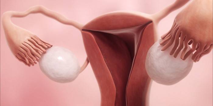 Kobieca anatomia