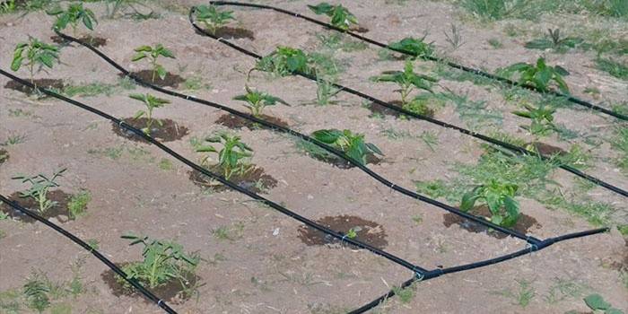 Autowatering no jardim