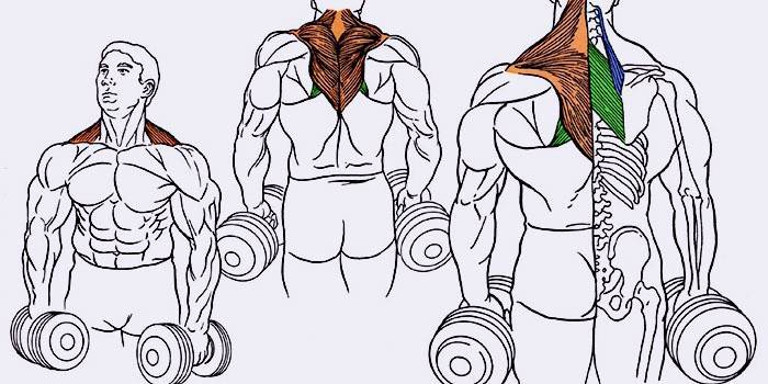 Fortalecimento muscular com halteres pesados