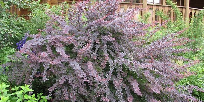 Ottawa Barberry