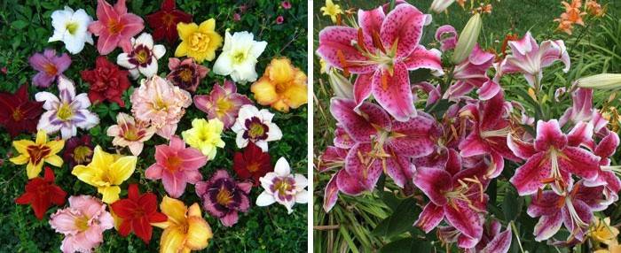 Daylily kvety